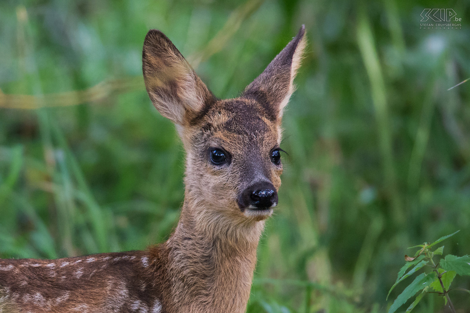 Closeup fawn A fawn hidden in the forest. The Disney classic Bambi was based on a young roe deer because they have cute white spots on their fur. Stefan Cruysberghs